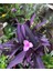 Videolu Mor Renkli 1 Adet Telgraf Çiçeği 15-25 cm Saksılı (Black Love Flower) 2