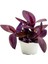Videolu Mor Renkli 1 Adet Telgraf Çiçeği 15-25 cm Saksılı (Black Love Flower) 4