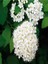 Videolu Keçi Sakalı Ağacı Fidanı 30-90 cm Saksılı Çiçekli Bodur Bitkiler (Spirea) 1