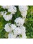 Videolu Keçi Sakalı Ağacı Fidanı 30-90 cm Saksılı Çiçekli Bodur Bitkiler (Spirea) 2