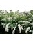 Videolu Keçi Sakalı Ağacı Fidanı 30-90 cm Saksılı Çiçekli Bodur Bitkiler (Spirea) 3