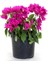 Begonvil Fidanı Mor 25 cm Çiçek Bougainvillea 1