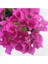Begonvil Fidanı Mor 25 cm Çiçek Bougainvillea 3