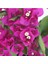 Begonvil Fidanı Mor 25 cm Çiçek Bougainvillea 4