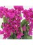 Begonvil Fidanı Mor 25 cm Çiçek Bougainvillea 5