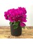 Begonvil Çiçeği-Kırmızı (15-20 cm)-Bodur Begonvil Bougainvillea 1