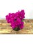 Begonvil Çiçeği-Kırmızı (15-20 cm)-Bodur Begonvil Bougainvillea 3