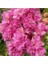Begonvil Gelin Duvağı Fidanı, Saksıda Bougainvillea 1