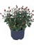 Videolu Turuncu Renk Kasımpatı Çiçeği 1 Adet Saksılı 15-25 cm Krizentem (Chrysanthemum) 3