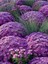 Videolu Mor Renk Kasımpatı Çiçeği 1 Adet Saksılı 10-25 cm Teras Bitkisi (Chrysanthemum) 3