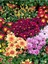 Videolu Karışık Renk Kasımpatı Teras Çiçeği 1 Adet Saksılı 10-20 cm (Chrysanthemum) 1