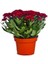 Videolu Karışık Renk Kasımpatı Teras Çiçeği 1 Adet Saksılı 10-20 cm (Chrysanthemum) 2