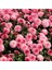 Kasımpatı Saksı’da (Chrysanthemum) Pembe Renk 3