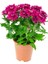 Videolu Mor Bodur Kasımpatı Çiçeği Fidanı 1 Adet Saksılı 10-25 cm Balkon Bitksi (Chrysanthemum) 1