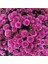Videolu Mor Bodur Kasımpatı Çiçeği Fidanı 1 Adet Saksılı 10-25 cm Balkon Bitksi (Chrysanthemum) 4