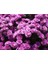 Videolu Mor Bodur Kasımpatı Çiçeği Fidanı 1 Adet Saksılı 10-25 cm Balkon Bitksi (Chrysanthemum) 5