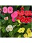 Videolu Milli Dikenler Tacı 4 Adet Sarı Kırımızı Pembe Beyaz 10-20 cm Saksılı( Euphorbia) 3