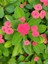Videolu Milli Dikenler Tacı Sarı-Beyaz-Pembe-Kırmızı 4 Adet Saksılı 10 - 20 cm Salon Bitkisi(Euphorbia) 2