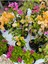 Videolu Sarı Begonvil (90 100 cm)1 Adet Saksılı Çiçekli İç/ Dış Mekan Bitkisi Bougainvillea 2