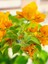 Videolu Sarı Begonvil (90 100 cm)1 Adet Saksılı Çiçekli İç/ Dış Mekan Bitkisi Bougainvillea 3