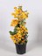 Videolu Sarı Begonvil Çiçeği (30 60 cm)1 Adet Saksılı Çiçekli Bitki Bougainvillea 1