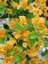Videolu Sarı Begonvil Çiçeği (30 60 cm)1 Adet Saksılı Çiçekli Bitki Bougainvillea 3