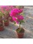 Bodur Begonvil - Begonvil - Bodrum Begonvili Bougainvillea Bahçe Balkon Teras 4