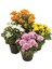 Videolu Kasımpatı 4 Adet Pembe Sarı Turuncu Beyaz Saksılı 10-25 cm (Chrysanthemum) 1
