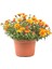 Videolu Kasımpatı 4 Adet Pembe Sarı Turuncu Beyaz Saksılı 10-25 cm (Chrysanthemum) 2