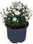 Videolu Kasımpatı 4 Adet Pembe Sarı Turuncu Beyaz Saksılı 10-25 cm (Chrysanthemum) 3