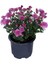 Videolu Kasımpatı 4 Adet Pembe Sarı Turuncu Beyaz Saksılı 10-25 cm (Chrysanthemum) 4