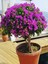 Videolu Mor Renkli 1 Adet Bodur Begonvil Çiçeği Saksılı 30-60 cm (Bougainvillea Flower) 1