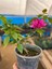 Videolu Mor Renkli 1 Adet Bodur Begonvil Çiçeği Saksılı 30-60 cm (Bougainvillea Flower) 2