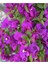 Videolu Mor Renkli 1 Adet Bodur Begonvil Çiçeği Saksılı 30-60 cm (Bougainvillea Flower) 4