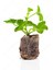 Videolu Karışık Renkli Canlı 2 Adet Sardunya Fidesi 20-40 cm Saksılı (Geranium) 2