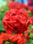 Videolu Karışık Renkli Canlı 2 Adet Sardunya Fidesi 20-40 cm Saksılı (Geranium) 3