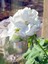 Videolu Karışık Renkli Canlı 2 Adet Sardunya Fidesi 20-40 cm Saksılı (Geranium) 4