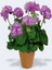 Videolu Rengarenk 4 Adet Sardunya Çiçeği Fidanı 15-30 cm Saksılı (Geranium) 5