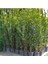 Videolu Mis Kokulu 1 Adet Defne Ağacı Fidanı 20-30 cm Tüplüsaksılı (Laurel Tree Sapling) 3