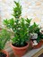 Videolu Mis Kokulu 1 Adet Defne Ağacı Fidanı 20-30 cm Tüplüsaksılı (Laurel Tree Sapling) 4