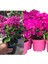 Pembe Begonvil Bitkisi 2