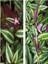 Videolu Beyaz Alacalı Telgraf Çiçeği 10-15 cm Saksılı Çiçekli Bodur Bitkiler Tradescantia Albiflora 3