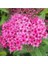 Videolu 3 Adet Pembe Ispirya Çiçeği Fidanı 40-60 cm Saksılı Çiçekli Bodur Spiraea Vanhouttei 2