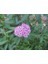 Videolu 3 Adet Pembe Ispirya Çiçeği Fidanı 40-60 cm Saksılı Çiçekli Bodur Spiraea Vanhouttei 3