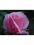 Videolu Pembe 1 Adet Bulgar Gülü Fidanı 40-60 cm Saksılı (Bulgarian Sapling) 4
