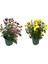 Kasımpatı Çiçeği, 2'li Set 10-20 cm 1