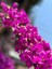 Videolu Fuşya Begonvil Çiçeği Fidesi 60-110 Saksılı Çiçekli Bodur Bitkiler (Bougainvillea Seedling) 1