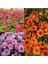Videolu Rengarenk 3 Adet Kasımpatı Çiçeği Seti 15-30 cm Saksılı (Chrysanthemum) 1