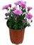Videolu Rengarenk 3 Adet Kasımpatı Çiçeği Seti 15-30 cm Saksılı (Chrysanthemum) 2