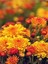 Videolu Rengarenk 3 Adet Kasımpatı Çiçeği Seti 15-30 cm Saksılı (Chrysanthemum) 4